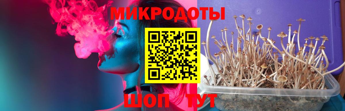 Псилоцибиновые грибы GOLDEN TEACHER  Вход с VPN  купить наркоту  Кисловодск 